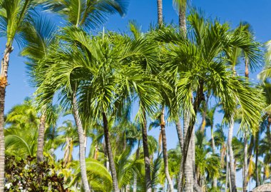 Yaz boyunca açık mavi gökyüzüne karşı palmiye ağaçları.