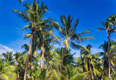 Yaz boyunca açık mavi gökyüzüne karşı palmiye ağaçları.