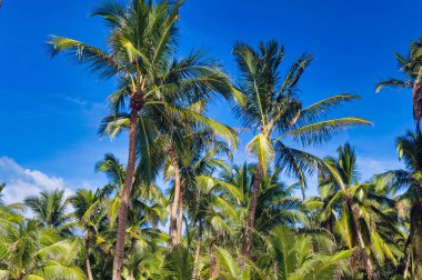 Yaz boyunca açık mavi gökyüzüne karşı palmiye ağaçları.