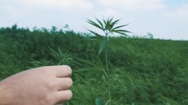 Marihuana çiftliğinin havadan görünüşü. Türkiye 'de 4K Görüntüsü