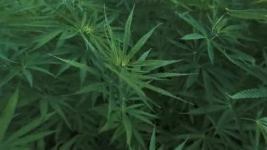 Marihuana çiftliğinin havadan görünüşü. Türkiye 'de 4K Görüntüsü