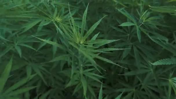 Aerial View Marijuana Farm Footage Turkey — Stock Video