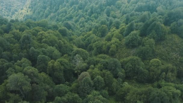 Vista Aérea Del Bosque Zonguldak Filmación Turquía — Vídeos de Stock