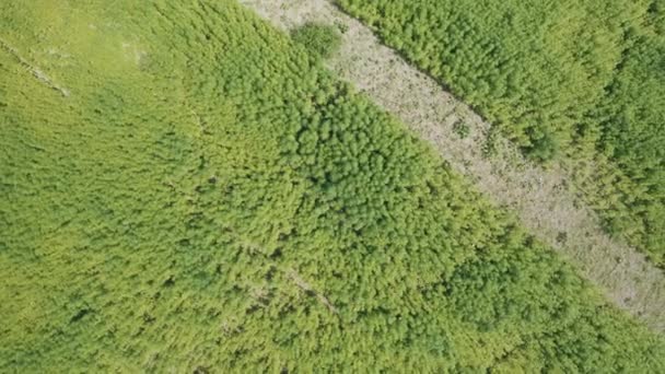 Вид Воздуха Ферму Марихуаны Кадры Турции — стоковое видео