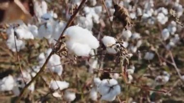 View of Cotton field in Aydin.4K Footage in Turkey