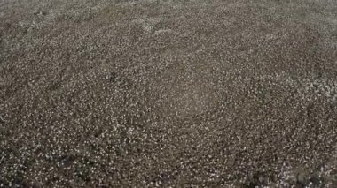 View of Cotton field in Aydin.4K Footage in Turkey