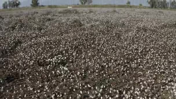 View Cotton Field Aydin Footage Turkey — Stockvideo