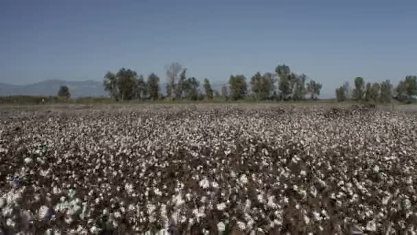View Cotton Field Aydin Footage Turkey — Vídeo de Stock