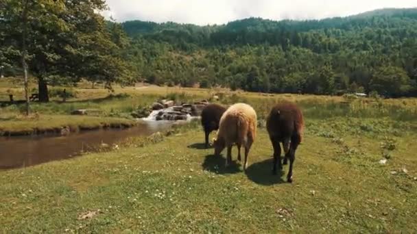 Sheeps Grazing Little River — Stockvideo