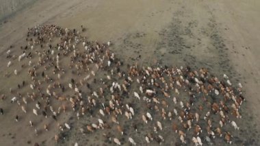 Aerial view of herd of cows in Ardahan . 4K Footage in Turkey