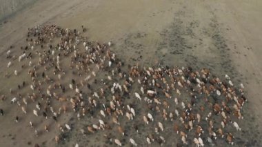 Ardahan 'daki sığır sürüsünün havadan görünüşü. Türkiye 'de 4K Görüntüsü