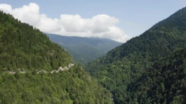 Aerial view of Forest in Rize. 4K Footage in Turkey