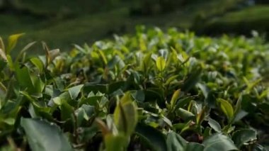 View of Green Tea field in Rize. 4K Footage in Turkey