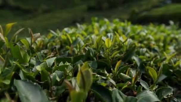 Kilátás Zöld Tea Mező Rize Felvételek Törökországban — Stock videók