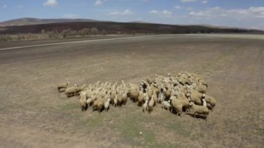 Aerial footage at the sheep herd. Aerial view sheep in field. 4K Footage in Turkey