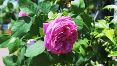 Close-up view of Pink Rose. 4K Footage in Turkey. High quality 4k footage