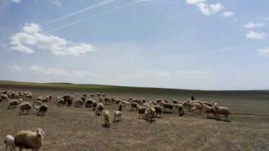 Aerial footage at the sheep herd. Aerial view sheep in field. 4K Footage in Turkey