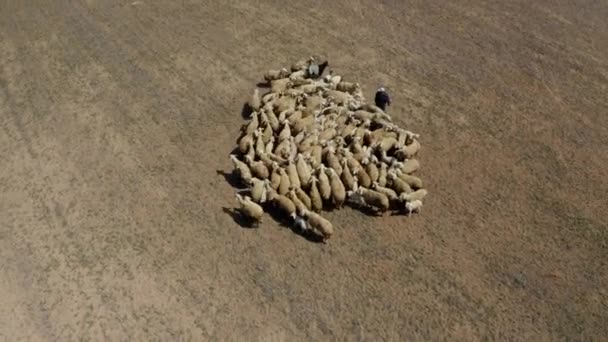 Aerial Footage Sheep Herd Aerial View Sheep Field Footage Turkey — Wideo stockowe