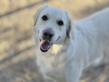 Güneşli bir günde bembeyaz bir Golden Retriever 'ın portresi..