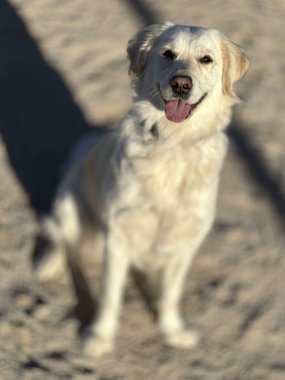 Güneşli bir günde, genç safkan beyaz Golden Retriever.