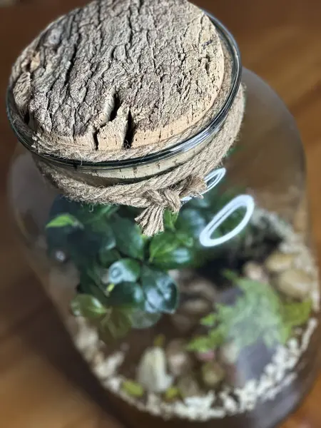 在玻璃瓶中装饰盆景 花园水族箱瓶子 盆景森林在一个罐子里 带有自给生态系统的森林片的钡罐 拯救地球的概念 一套水族馆 — 图库照片
