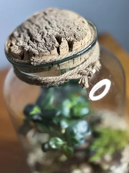 在玻璃瓶中装饰盆景 花园水族箱瓶子 盆景森林在一个罐子里 带有自给生态系统的森林片的钡罐 拯救地球的概念 一套水族馆 — 图库照片