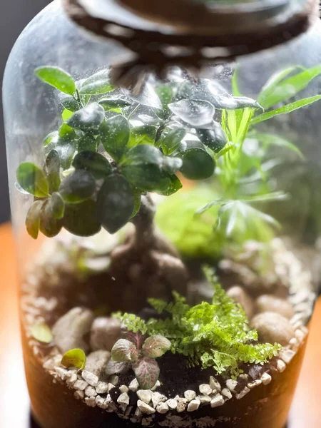 在玻璃瓶中装饰盆景 花园水族箱瓶子 盆景森林在一个罐子里 带有自给生态系统的森林片的钡罐 拯救地球的概念 一套水族馆 图库照片