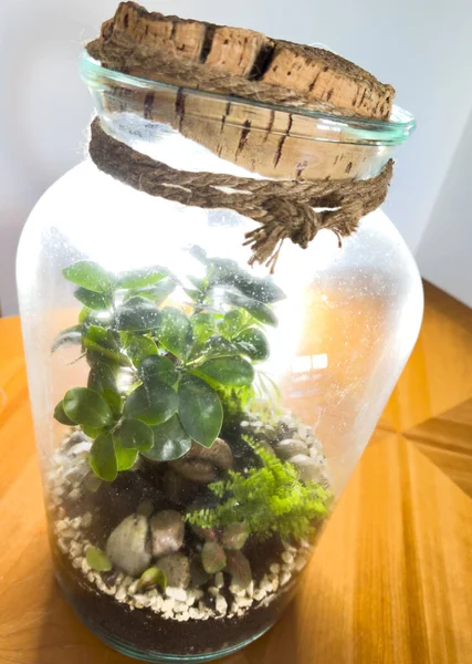 Ozdoba Bonsai Szklanej Butelce Butelka Ogrodowego Terrarium Las Bonsai Słoiku Zdjęcie Stockowe