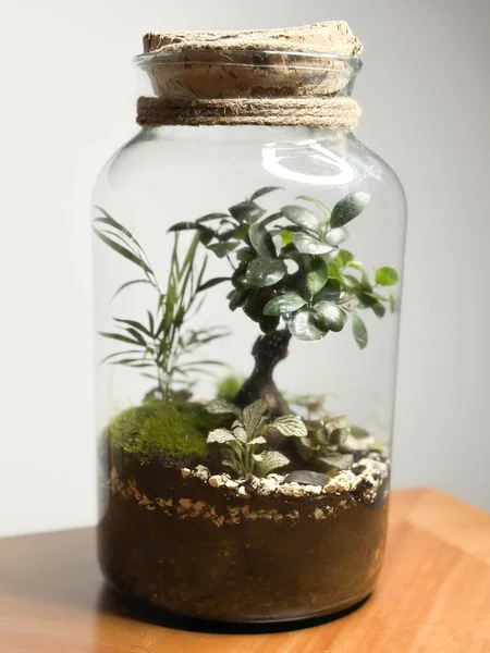在玻璃瓶中装饰盆景 花园水族箱瓶子 盆景森林在一个罐子里 带有自给生态系统的森林片的钡罐 拯救地球的概念 一套水族馆 免版税图库照片