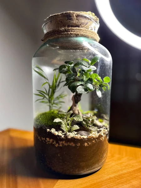 在玻璃瓶中装饰盆景 花园水族箱瓶子 盆景森林在一个罐子里 带有自给生态系统的森林片的钡罐 拯救地球的概念 一套水族馆 图库图片