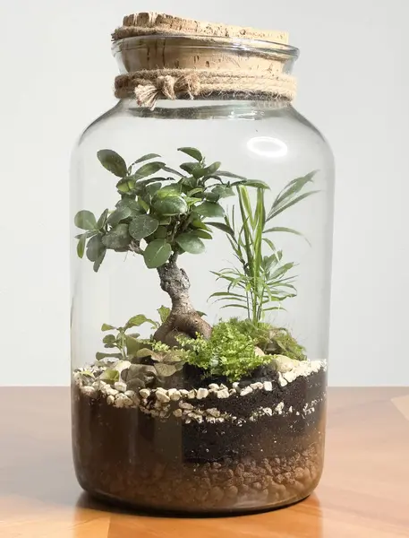 Deko Bonsai Einer Glasflasche Gartenterrariumflasche Bonsai Wald Glas Terrarienglas Mit Stockbild
