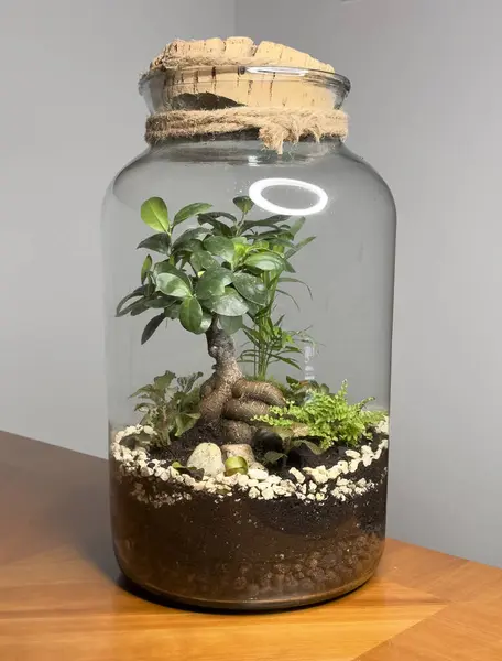 Ozdoba Bonsai Szklanej Butelce Butelka Ogrodowego Terrarium Las Bonsai Słoiku Obrazy Stockowe bez tantiem