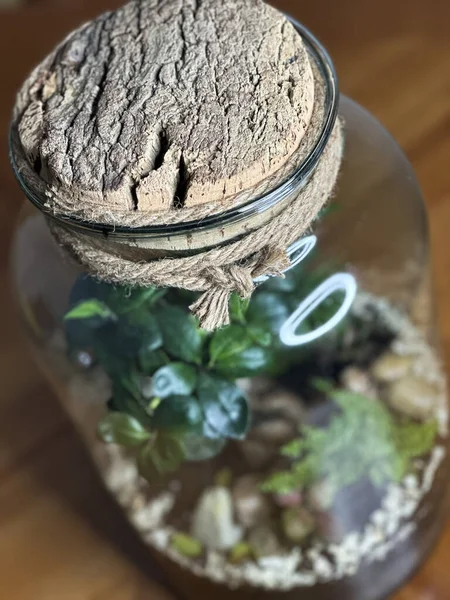 Ozdoba Bonsai Szklanej Butelce Butelka Ogrodowego Terrarium Las Bonsai Słoiku Obrazy Stockowe bez tantiem