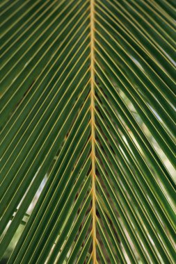 Tropik palmiye yaprakları, çiçek desenli arka plan