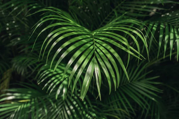 Liście Palmy Tropikalnej Kwiatowy Wzór Tła — Zdjęcie stockowe