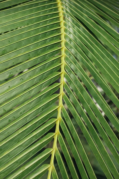 Folhas Palma Tropicais Fundo Padrão Floral — Fotografia de Stock