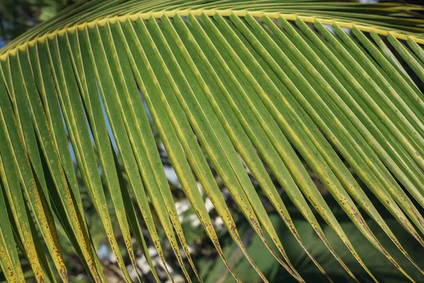 Tropiska Palmblad Blommönster Bakgrund — Stockfoto