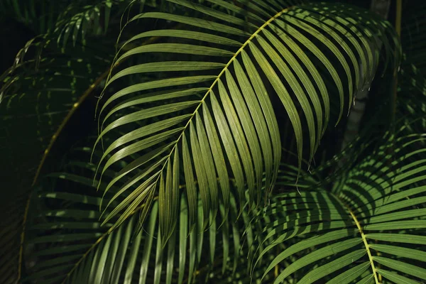 Folhas Palma Tropicais Fundo Padrão Floral — Fotografia de Stock