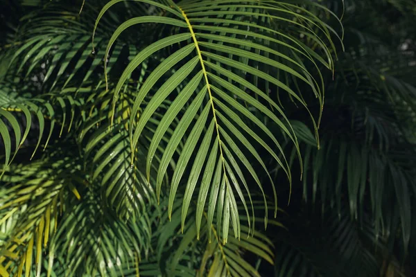 Trópusi Pálmalevél Virágmintás Háttér — Stock Fotó