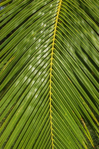 Пригодницький Природний Фон Зеленого Лісу Тропічний Ліс Зеленому Фільтрі Концепція — стокове фото