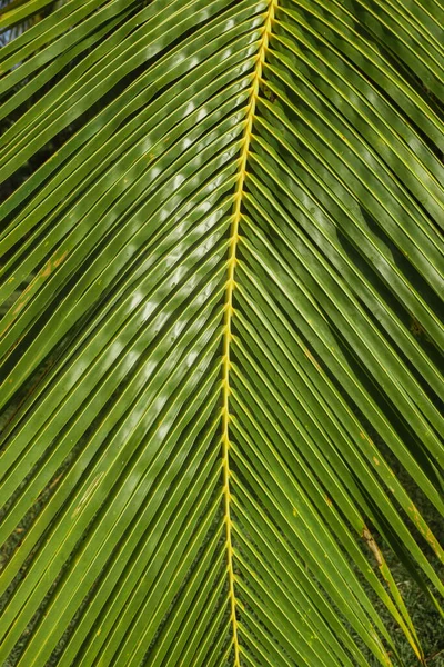 Przygoda Natura Tło Zielonego Lasu Tropikalny Las Zielonym Filtrze Koncepcja — Zdjęcie stockowe