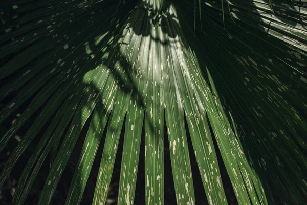 Kaland Természet Háttér Zöld Erdő Trópusi Erdő Zöld Szűrő Koncepció — Stock Fotó