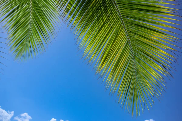 Schöne Palmen Vor Blauem Himmel Erstaunliche Kokospalmen Strand Untere Ansicht — Stockfoto