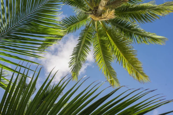 Beaux Palmiers Contre Ciel Bleu Incroyable Cocotiers Sur Fond Plage — Photo