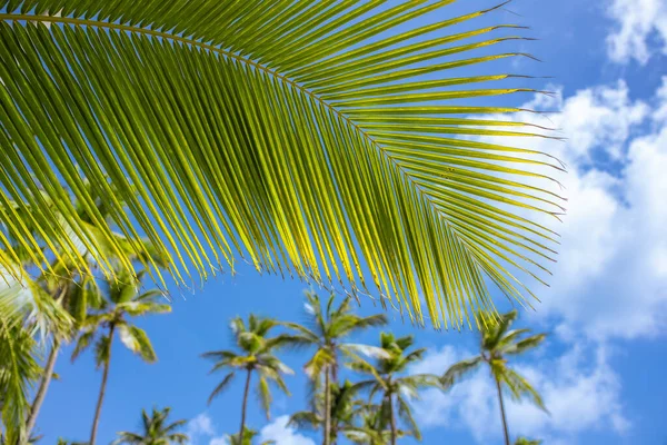 Schöne Palmen Vor Blauem Himmel Erstaunliche Kokospalmen Strand Untere Ansicht — Stockfoto