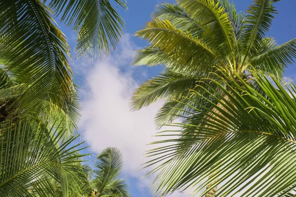 Beaux Palmiers Contre Ciel Bleu Incroyable Cocotiers Sur Fond Plage — Photo