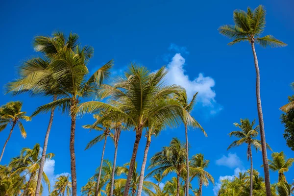 Kokosnöt Träd Tittar Uppåt Den Klarblå Himlen — Stockfoto