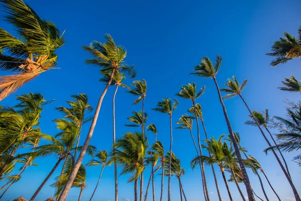 Kokosnussbaum Blickt Unter Strahlend Blauem Himmel Nach Oben — Stockfoto