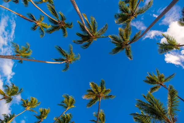 Καρύδα Κοιτάζει Προς Πάνω Κάτω Από Τον Φωτεινό Γαλάζιο Ουρανό — Φωτογραφία Αρχείου