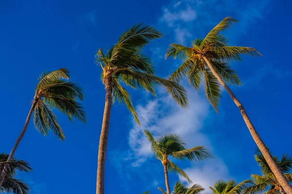 Kokosowe Drzewo Spoglądające Górę Pod Jasnym Błękitnym Niebem — Zdjęcie stockowe
